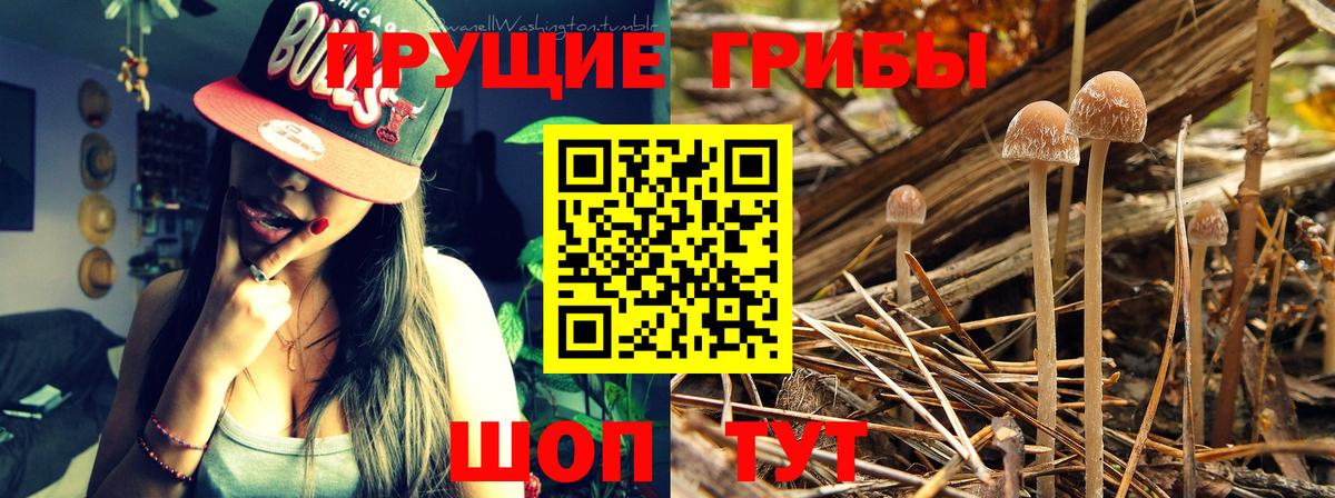 Псилоцибиновые грибы Magic Shrooms  Вход с VPN  сколько стоит  Ангарск  Псилоцибиновые грибы MAGIC MUSHROOMS 